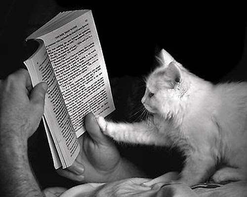 780ab-cat-reading-book2_zpsac56a3dd