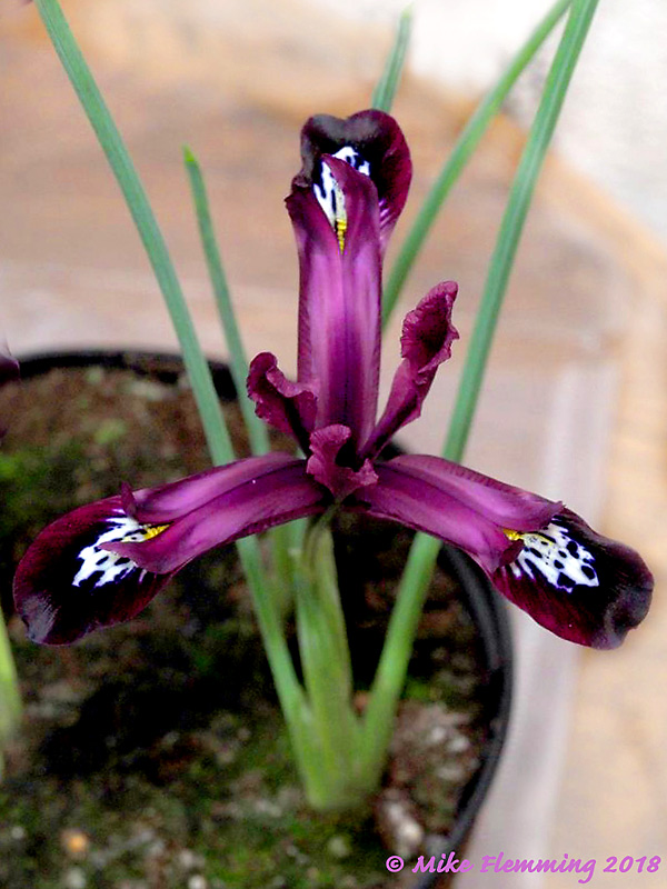 Iris-reticulata-Pauline.jpg